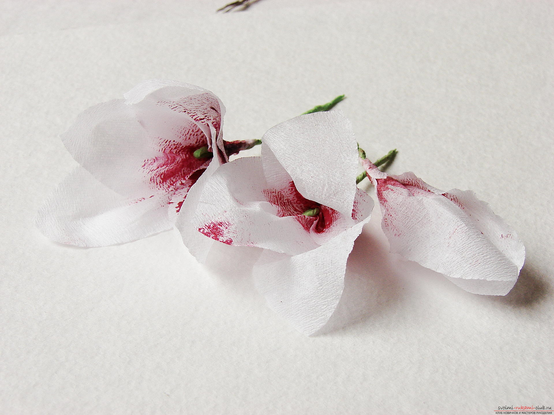 Мастер-класс с фото научит как делается магнолия - искусственные цветы из гофрированной бумаги своими руками.. Фото №16